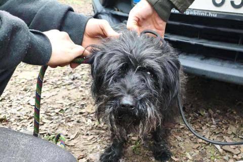 Tarack, a talált gazdás kutya